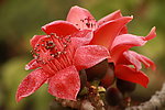 木棉花