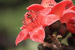 木棉花