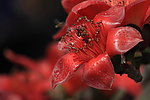 木棉花