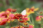 蝶恋花