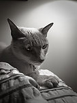 暹罗猫