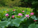 荷花池