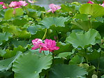 荷花池
