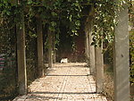 藤条