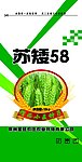 小麦种子