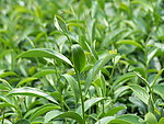 茶苗