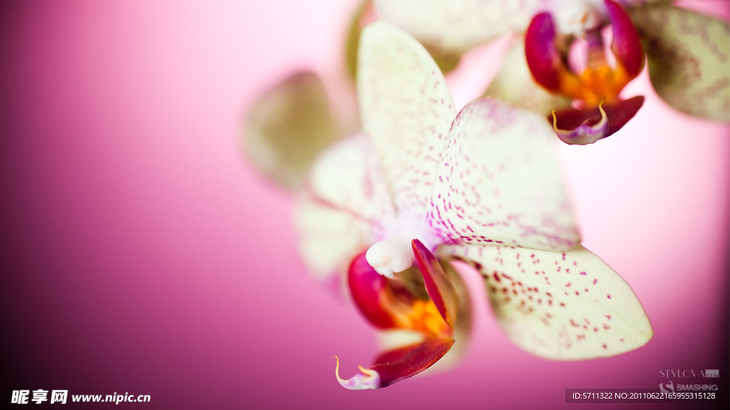 粉红 花