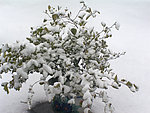 雪中茉莉