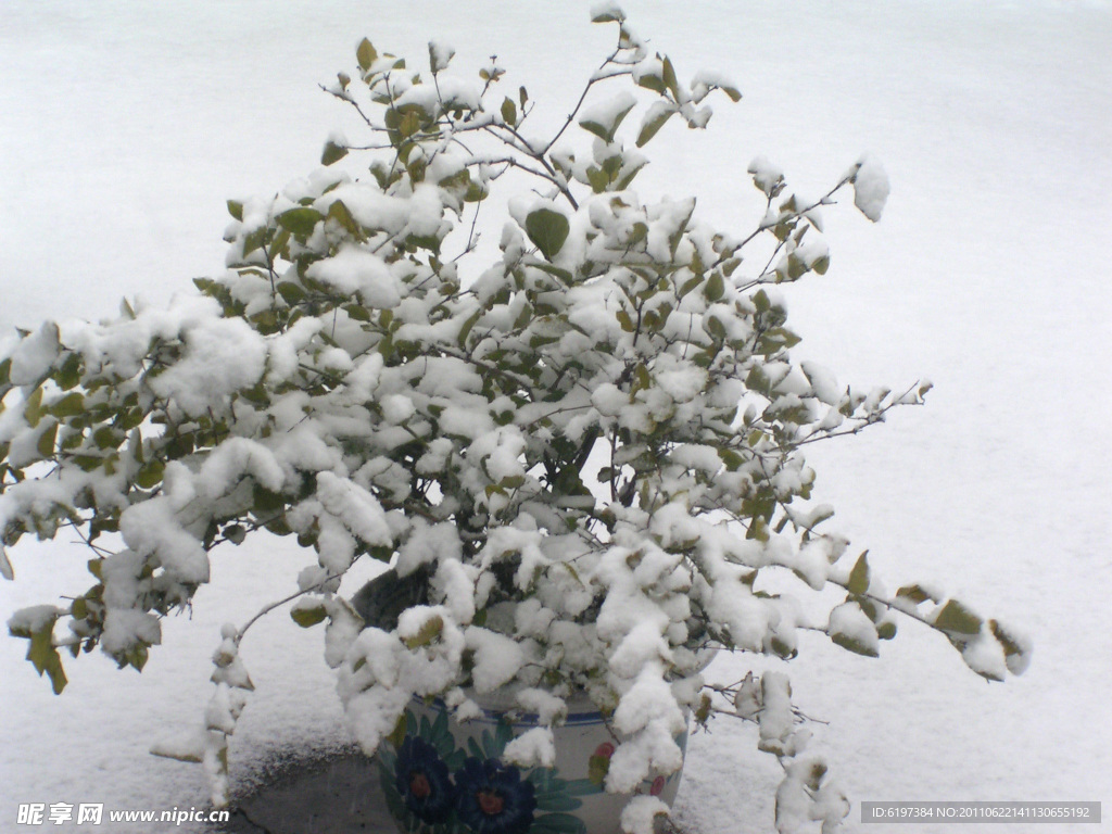 雪中茉莉