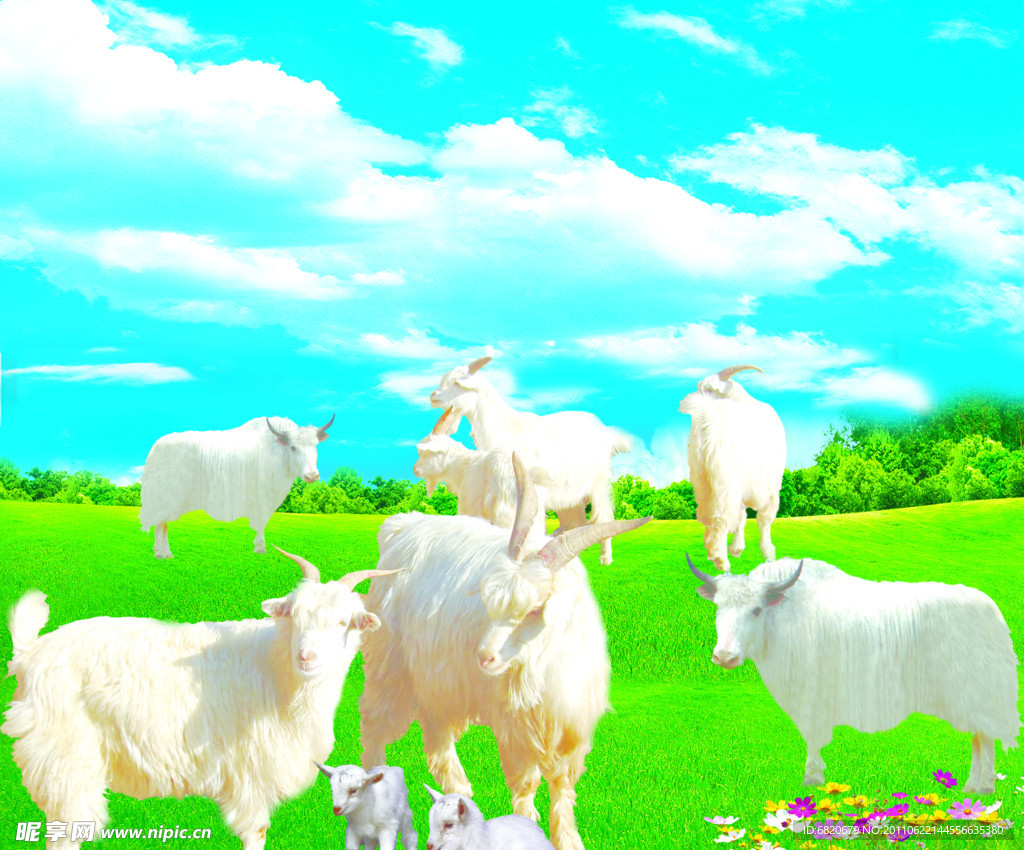 白牦牛和羊