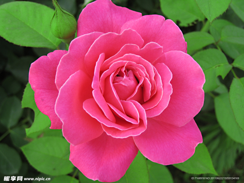 月季花