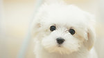 小狗 狗狗