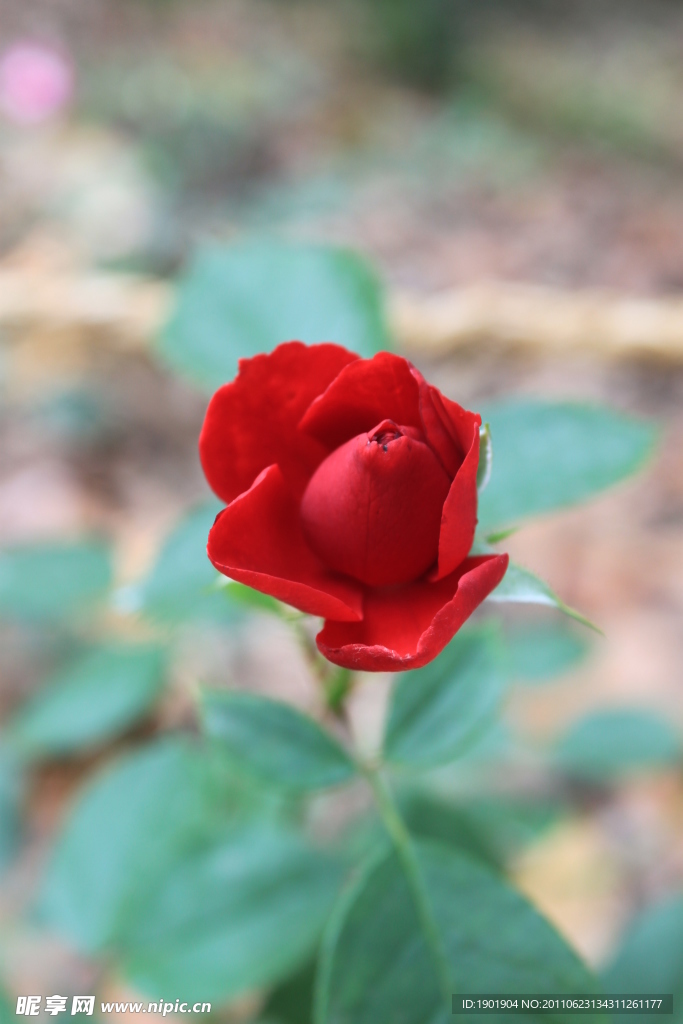月季花