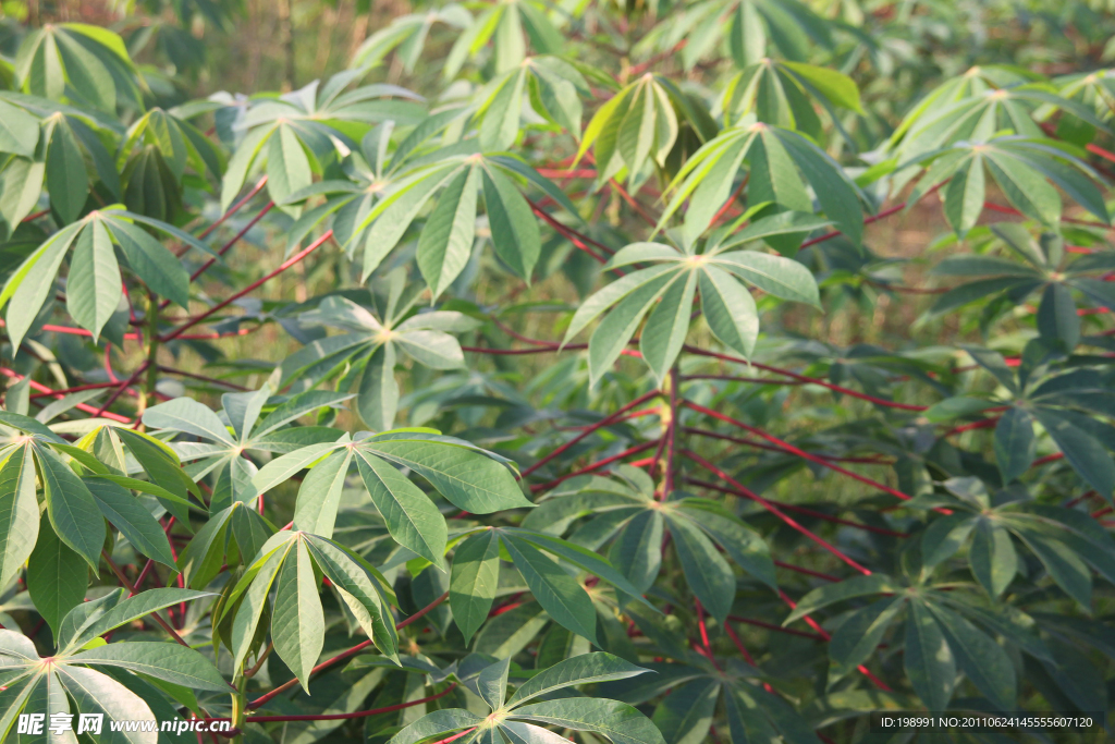 木薯