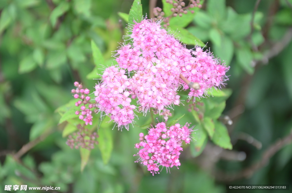 粉花绣线菊