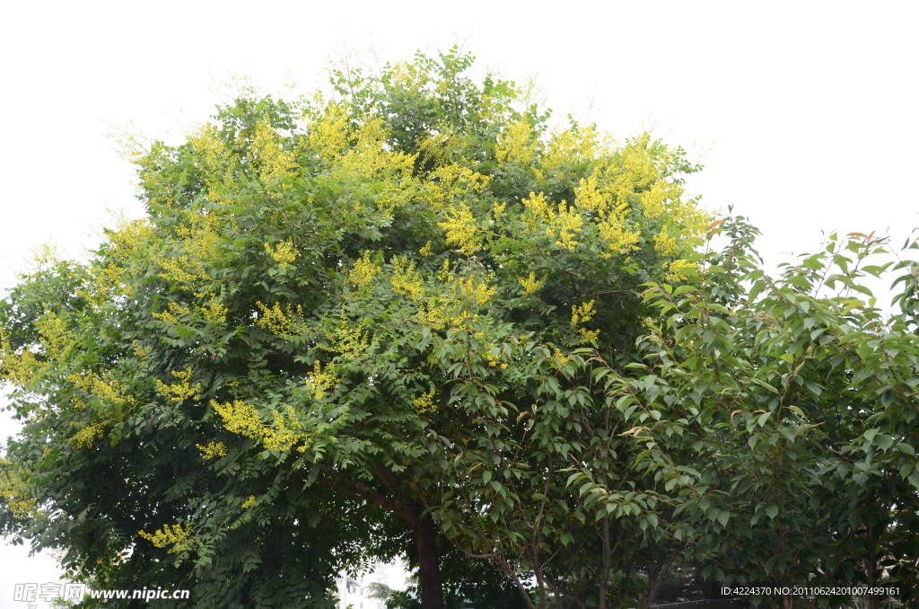 栾树的花