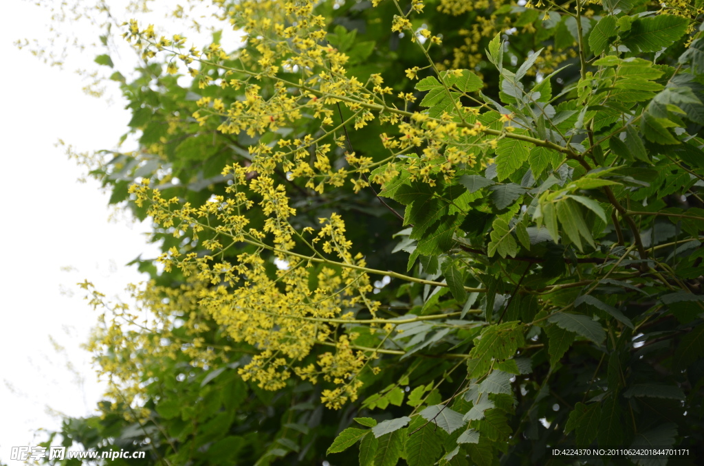 栾树的花