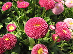 百日菊
