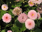 百日菊