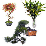 室内植物