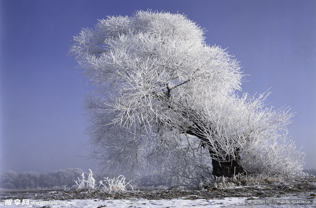 雪松