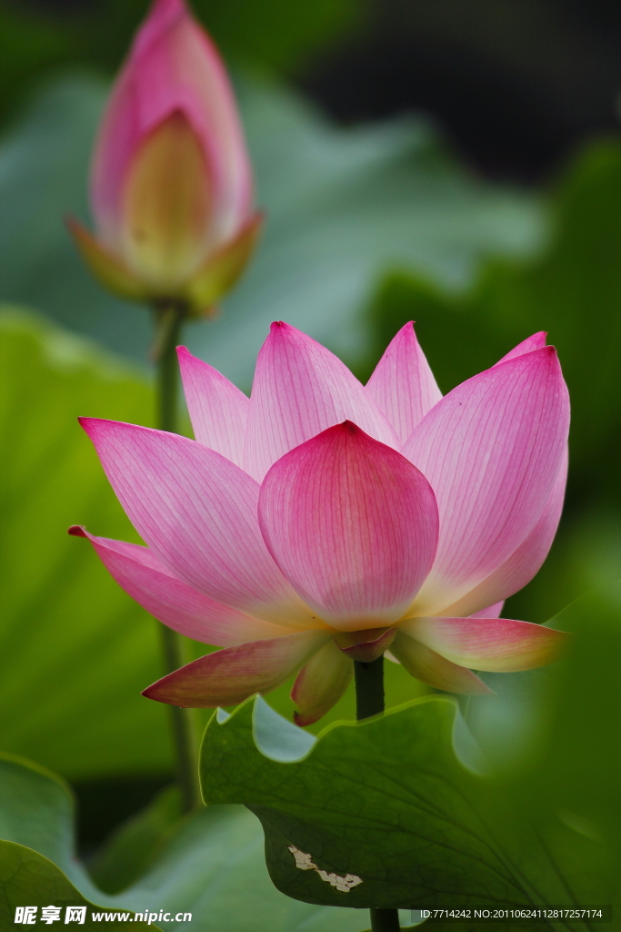 荷花