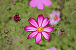 波斯菊