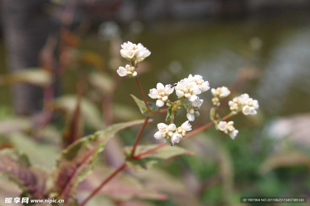 小花