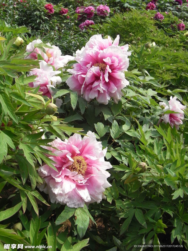 洛阳牡丹