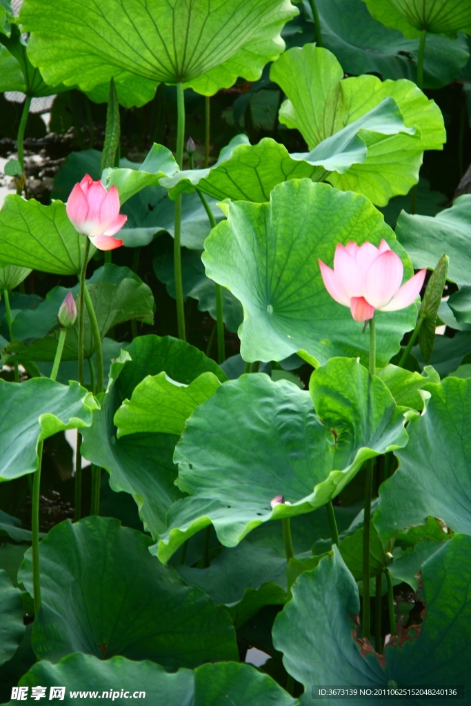 西湖荷花