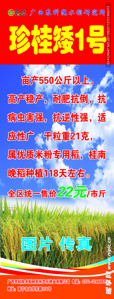 珍桂矮1号