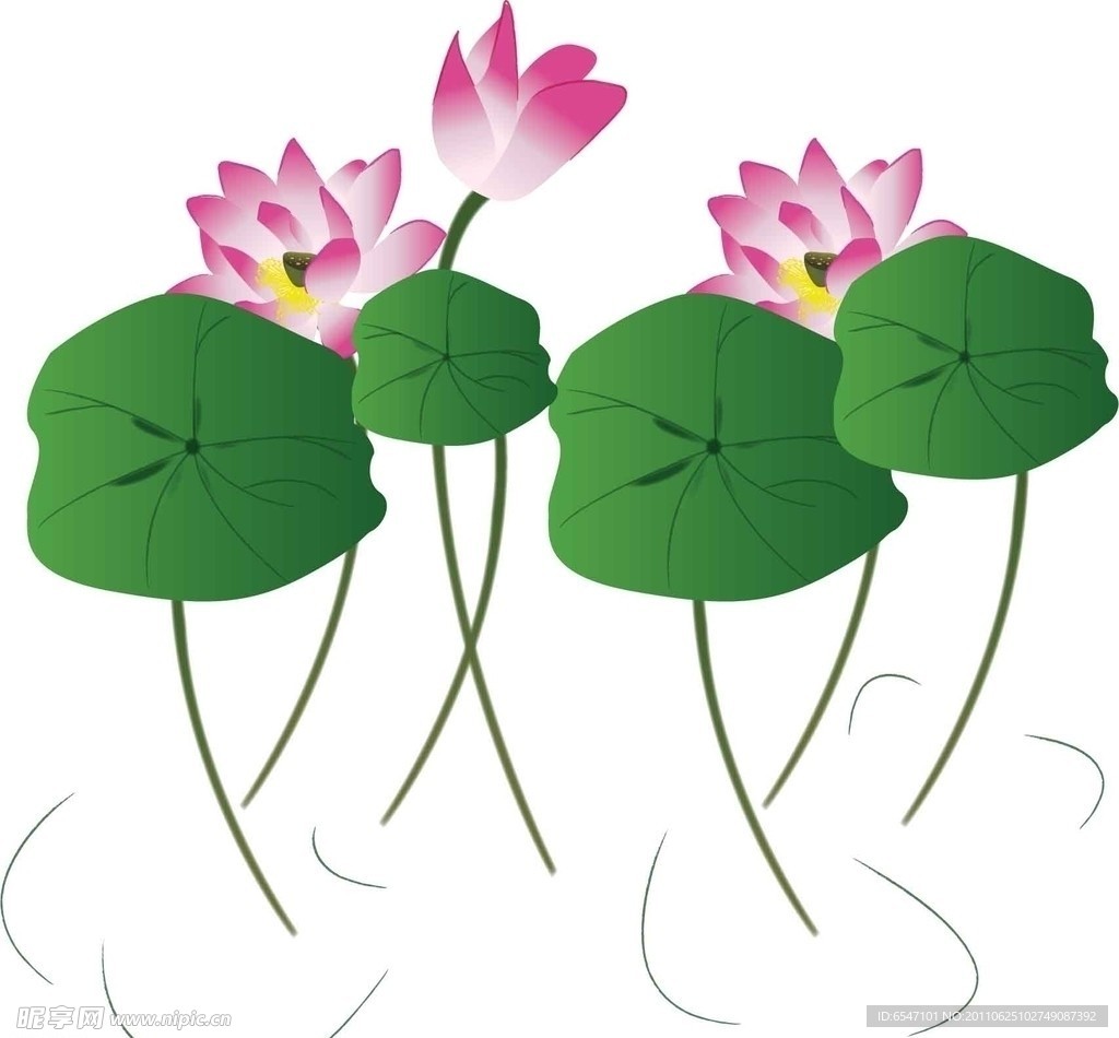 荷花