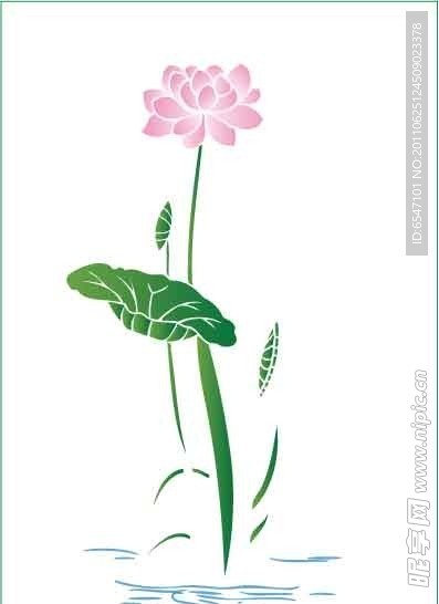 荷花