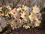 樱花·暖阳