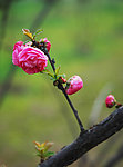 蔷薇花