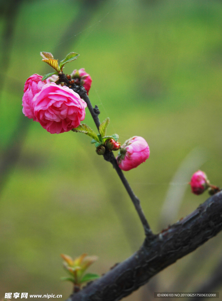 蔷薇花