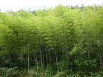 竹林