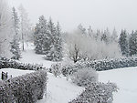 雪树银花