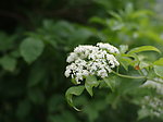 清新白色小花