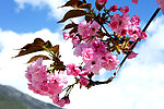 高原樱花