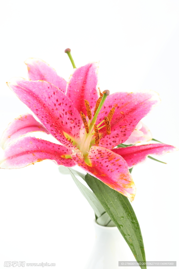 鲜花百合