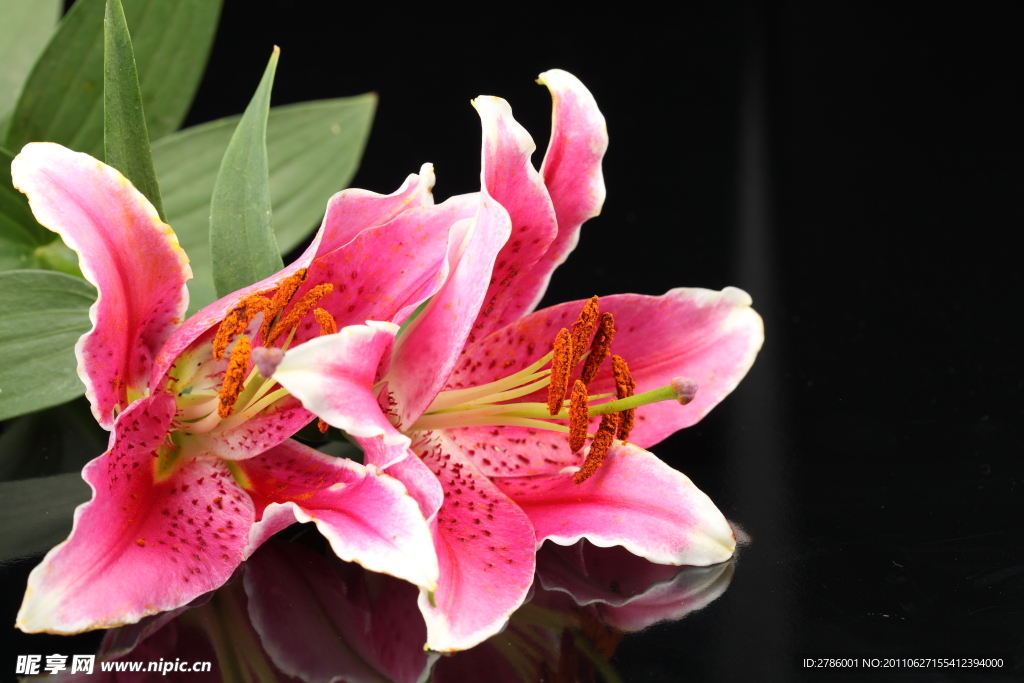 鲜花百合