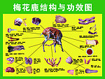 梅花鹿结构与功效