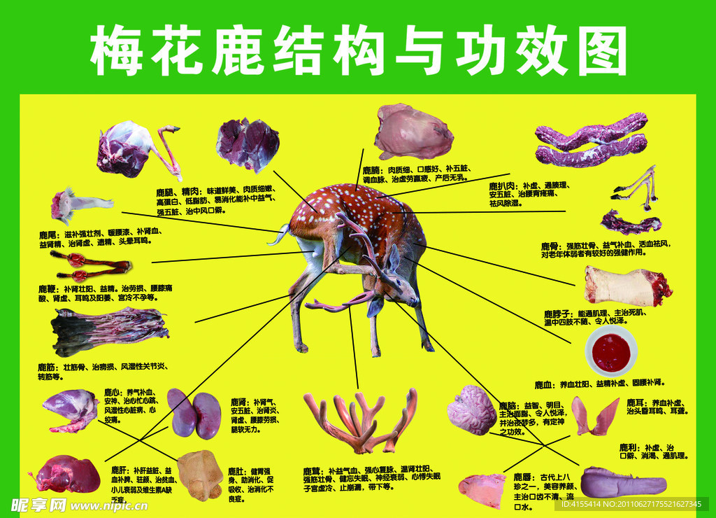 梅花鹿结构与功效