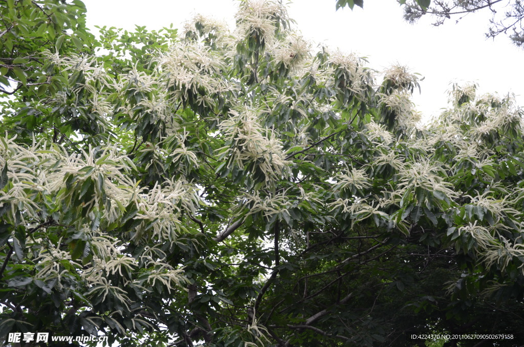 板栗树花