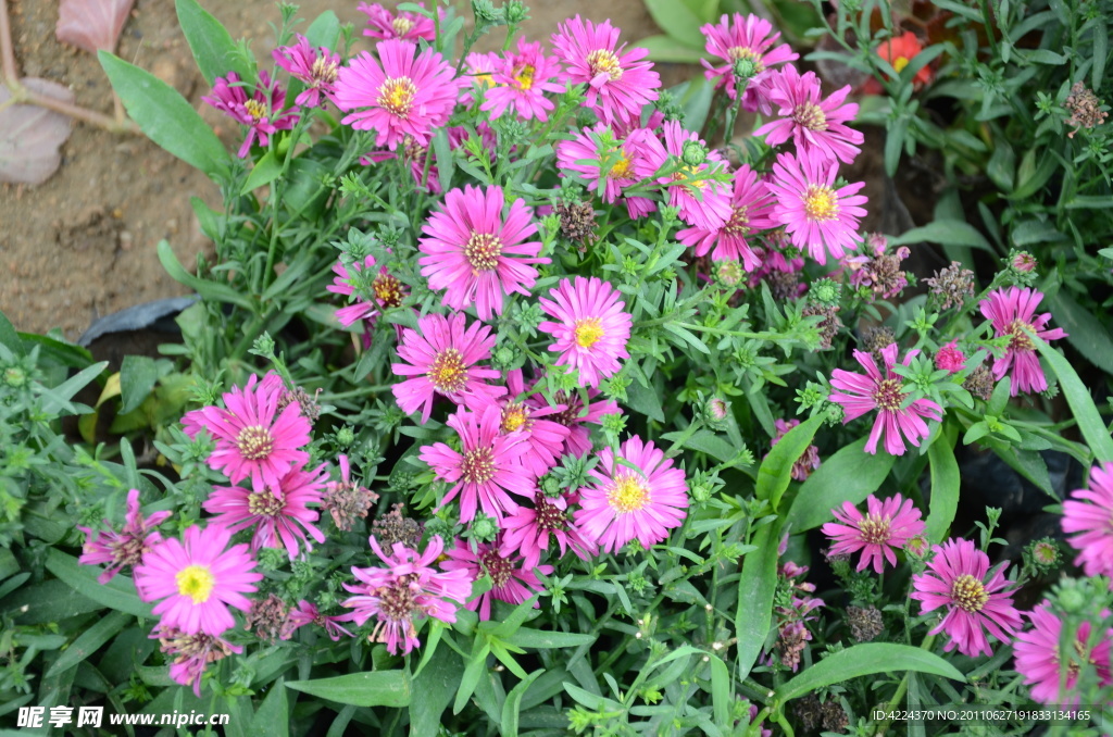 菏兰菊