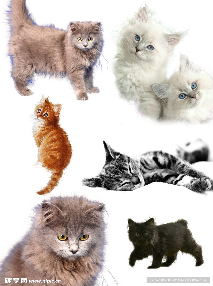 可爱猫