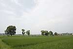 田野风光