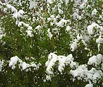傲雪凌霜