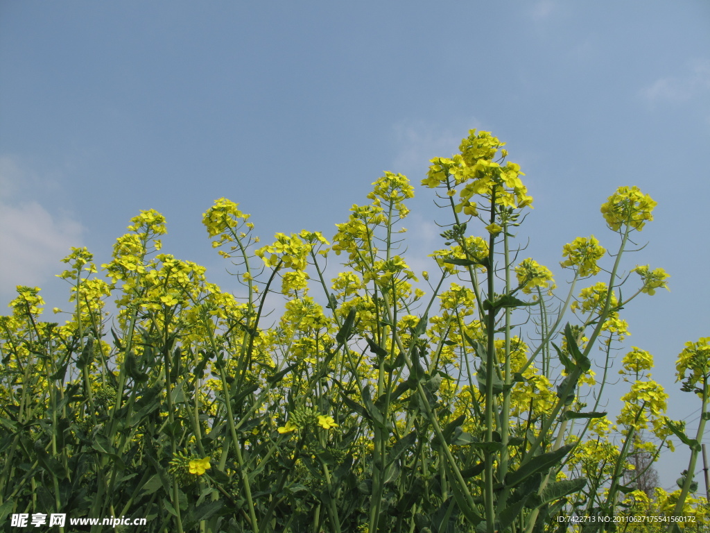 油菜花